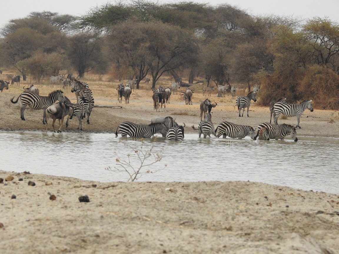 3-Day Tanzania Lodge Safari